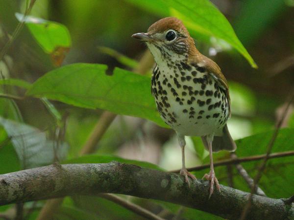 <h3><a href="/trips/costa-rica/biota/animalia/chordata/aves/040 passeriformes/107 turdidae/hylocichla mustelina/hylocichla mustelina-nl.html">Hylocichla&nbsp;mustelina</a> / Wood&nbsp;thrush / Amerikaanse&nbsp;boslijster</h3>OM-1 Mark II met OLYMPUS M.150-400mm F4.5, 1/60 sec  bij F4.5, ISO 5000, afstand 8.31&nbsp;m